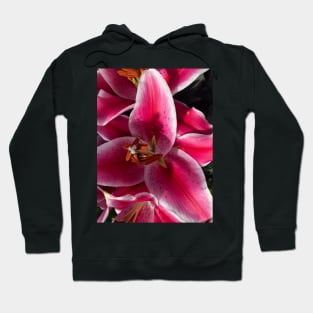 Pink Lily Riot Hoodie